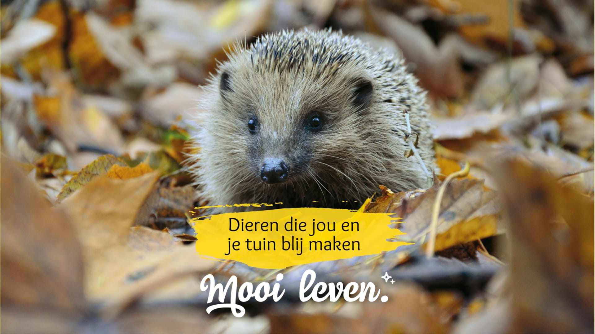 Drie dieren die jou en jouw tuin blij maken deze winter
